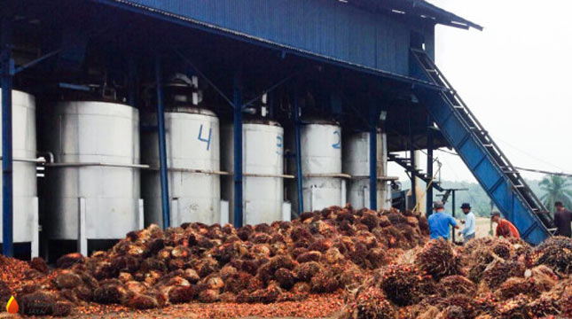 Palm Oil Company Image